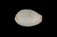 藏品(雞皮寶螺)的圖片